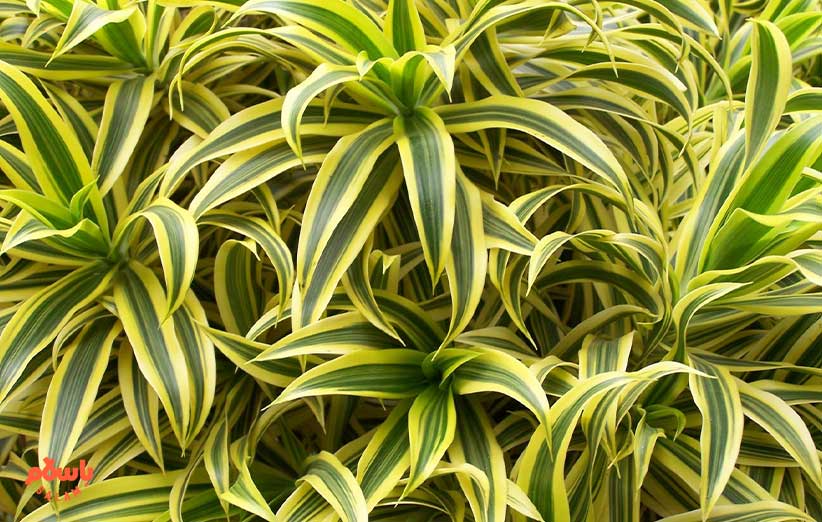 گیاه آپارتمانی دراسنا (Dracaena)