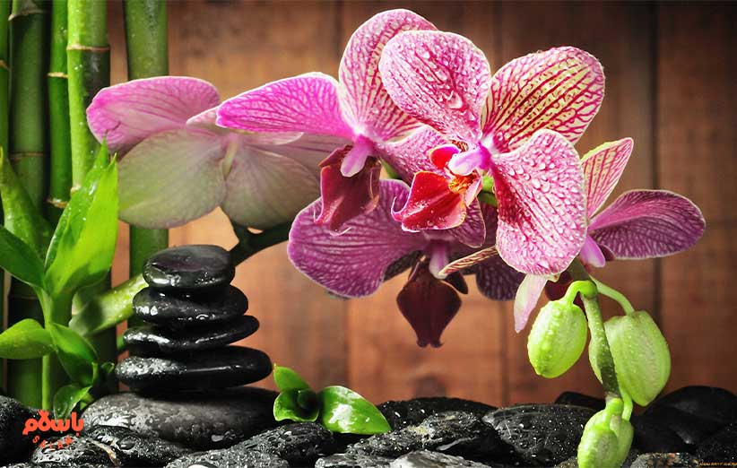 گیاه ارکیده شن ژن نونگکه ( Shenzhen Nongke Orchid)