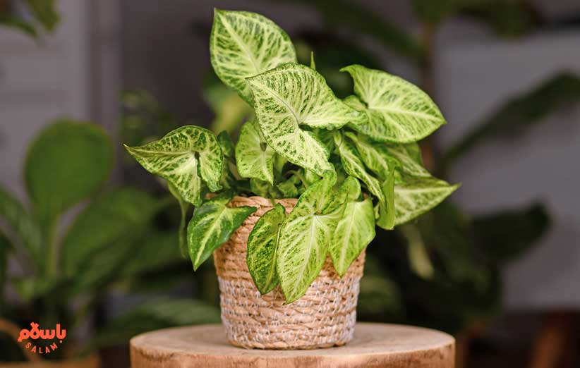 گیاه سینگونیوم پودوفیلوم ( Variegated  Arrowhead Vine)