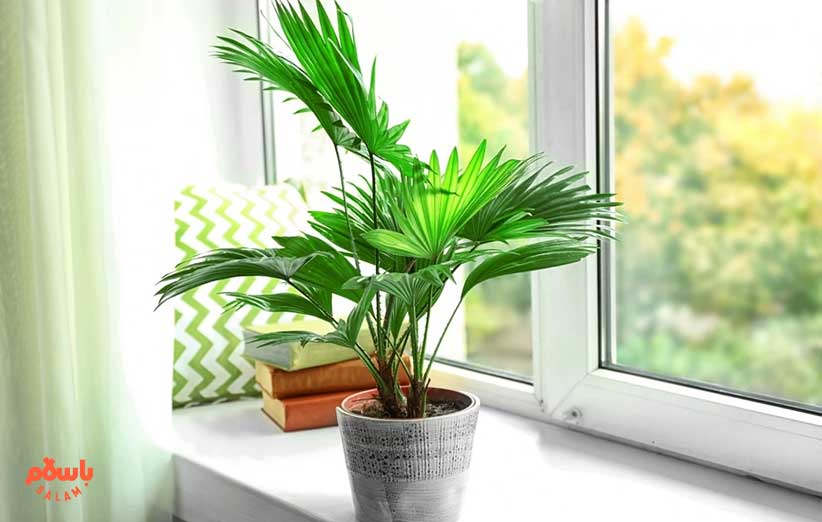 گیاه آپارتمانی اریکا (Arecaceae)