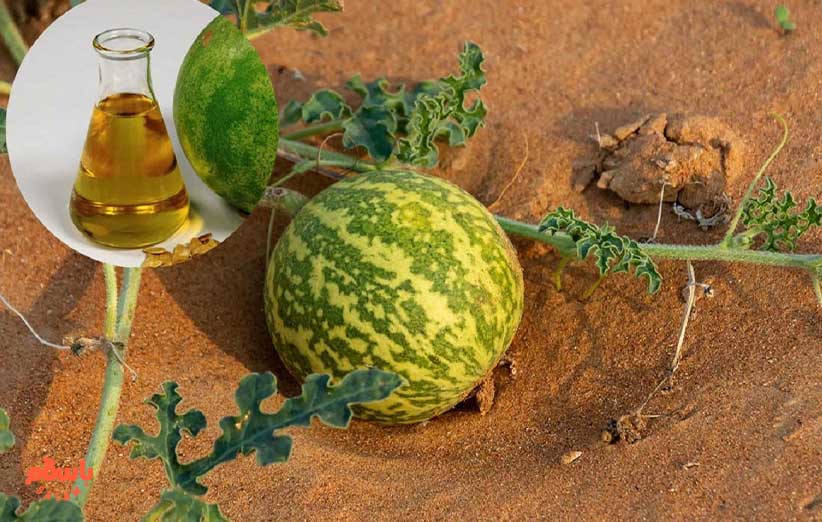 طرز استفاده روغن حنظل برای دندان درد