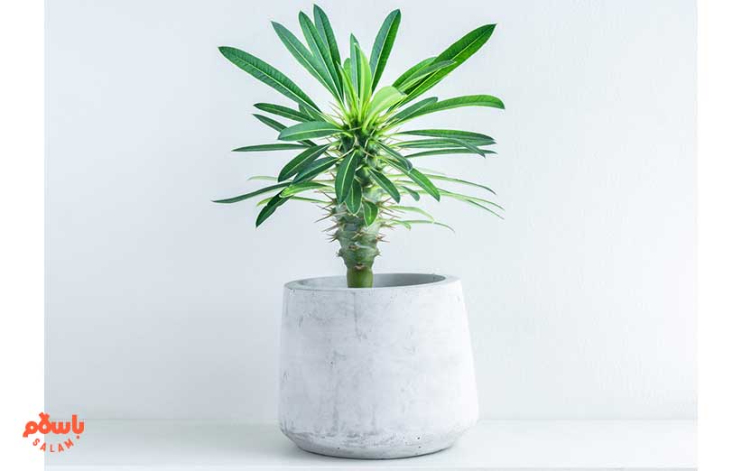 نخل آپارتمانی ماداگاسکار (Madagascar Palm)