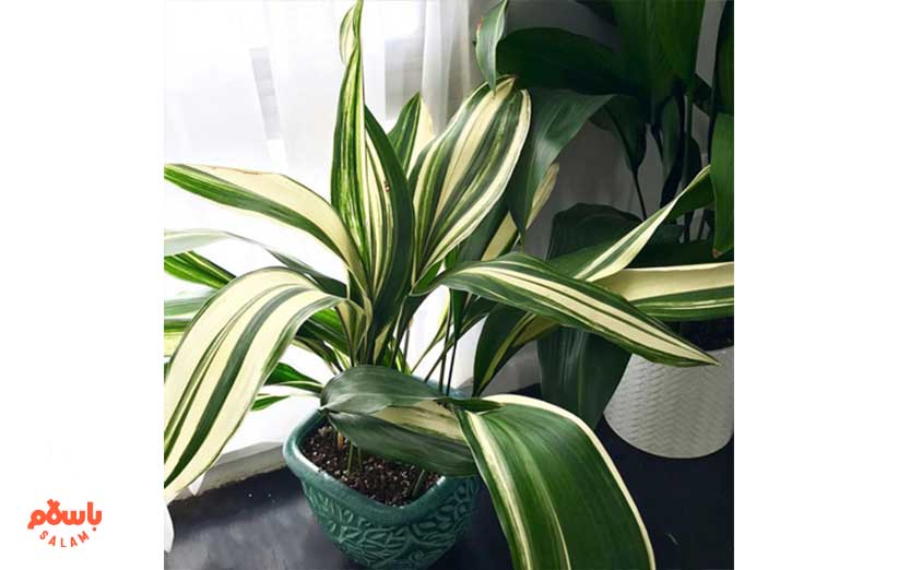 برگ عبایی ابلق (Variegated Aspidistra)