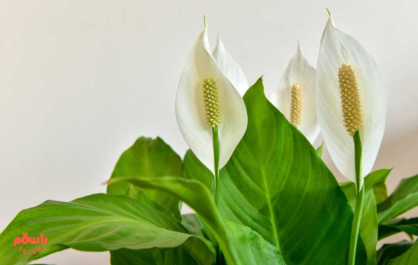 گیاه اسپاتی فیلوم ( Peace lily)