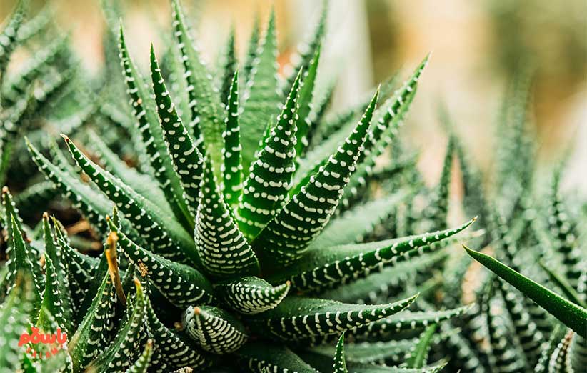 گیاه کالاتیا گورخری (Zebra Plant)