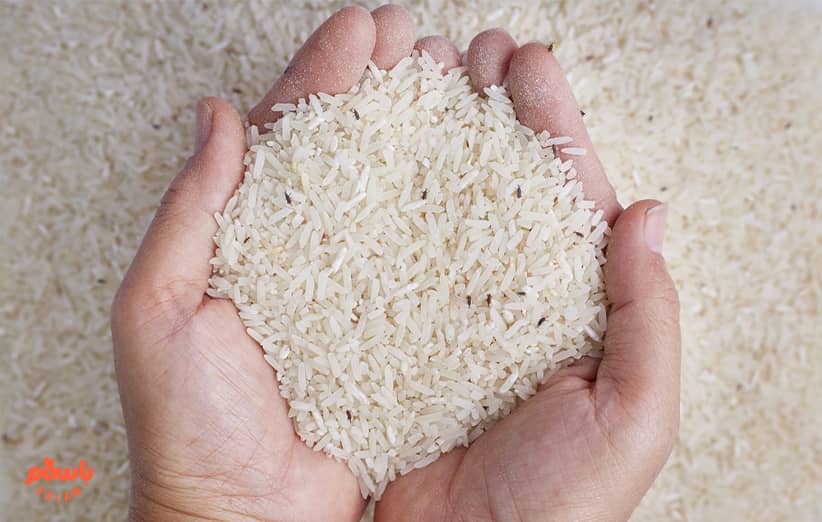 چگونه شپشک برنج را از بین ببریم؟ + روش های جلوگیری