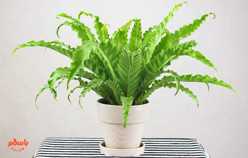 سرخس آشیانه پرنده ( Bird’s Nest Fern)