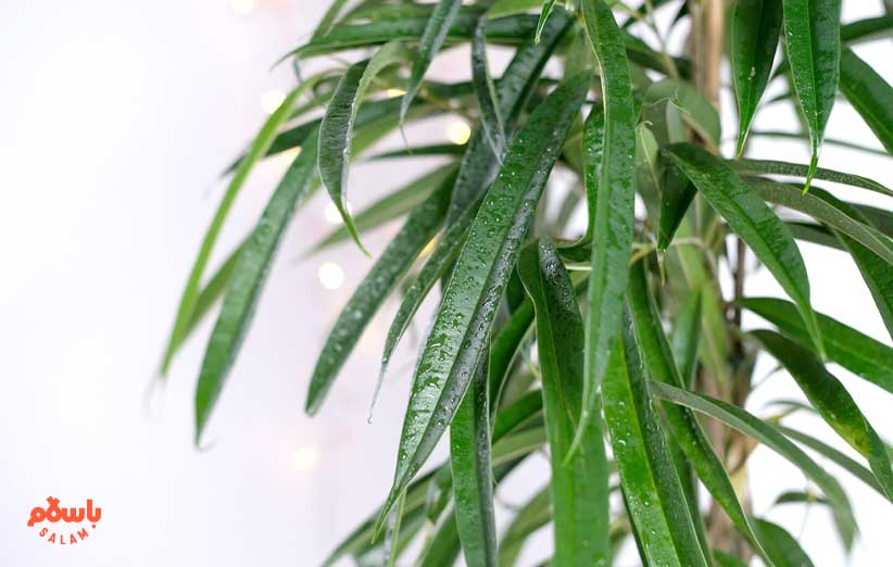 گیاه فیکوس آمستل (Ficus Alii)