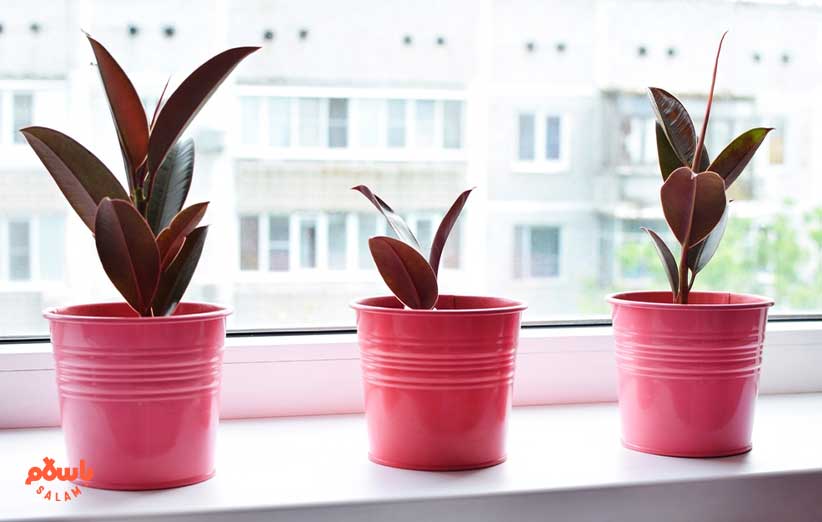 فیکوس الاستیکا (Burgundy Rubber Tree)