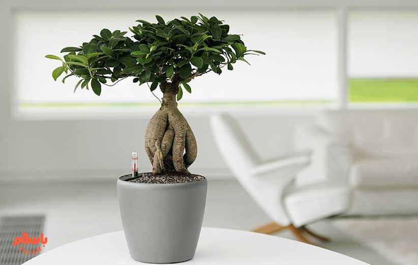 فیکوس بونسای (Ficus Bonsai Tree)