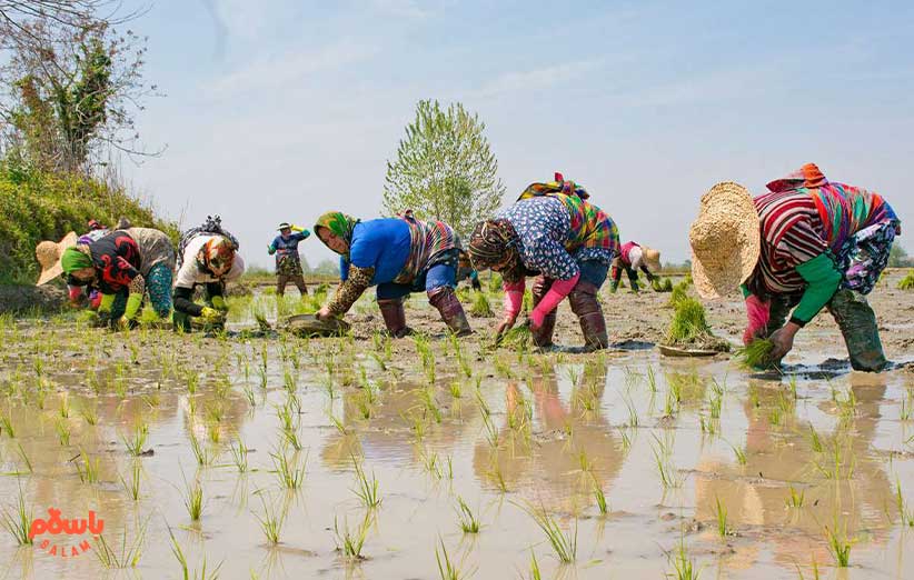 انواع نحوه نگهداری برنج خام و معرفی بهترین ظروف