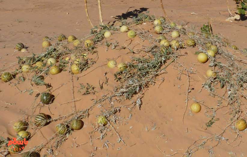 میوه حنظل (هندوانه ابوجهل) چیست؟