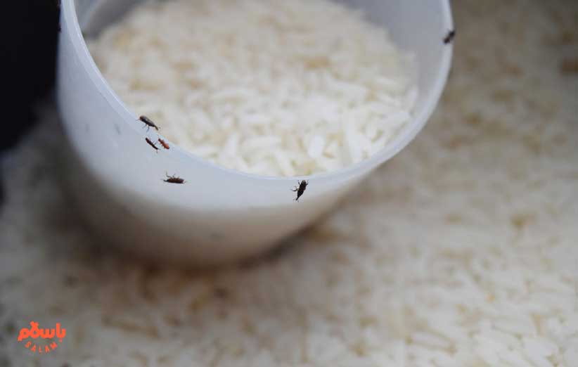 روش های اصولی نگهداری از برنج در منزل