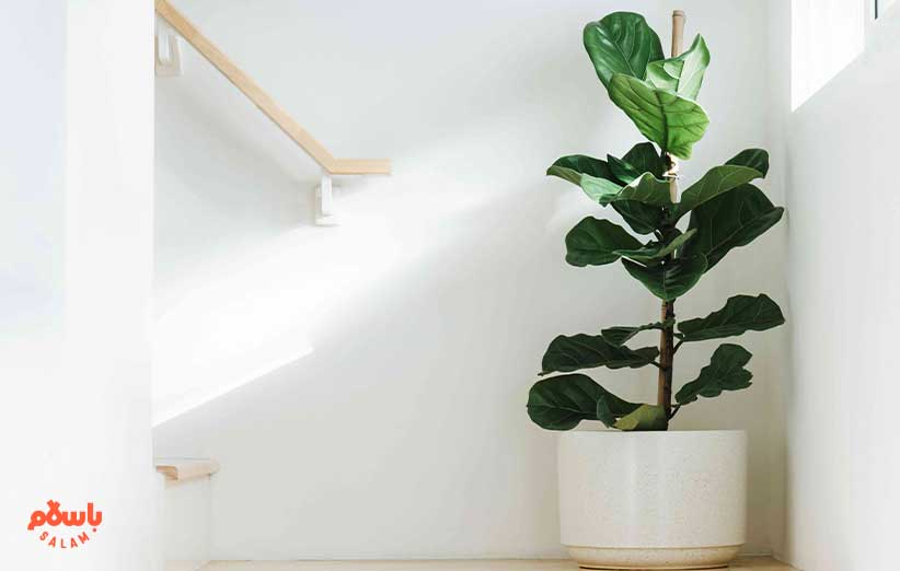 فیکوس لیراتا یا فیکوس آفریقایی(Fiddle Leaf Fig)