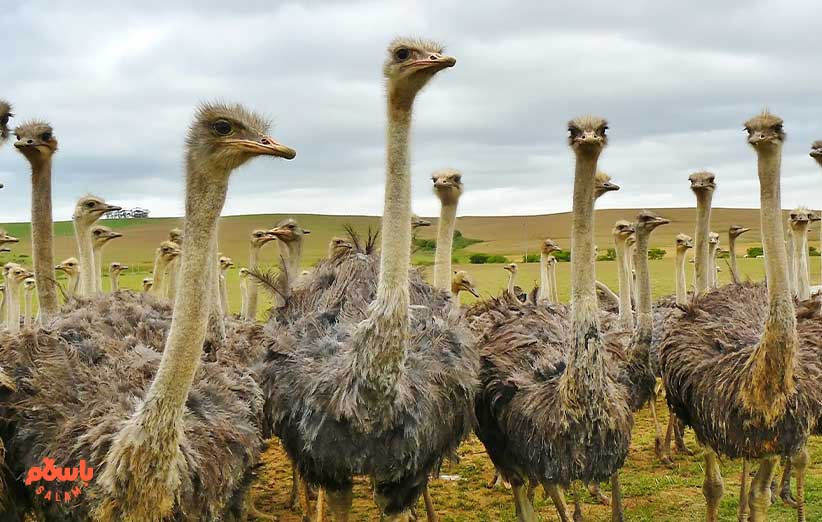 روغن شتر مرغ چیست؟