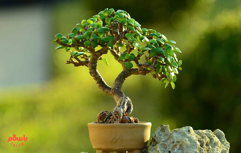 گیاه آپارتمانی بونسای (Bonsai)