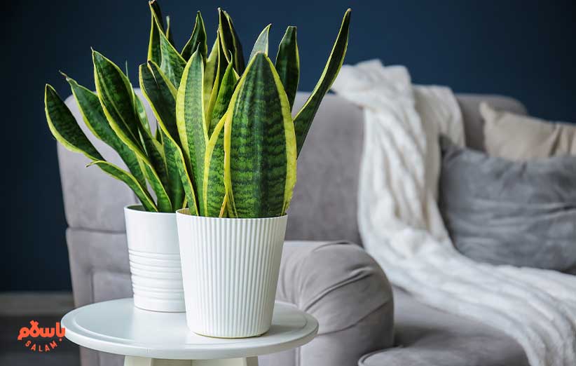 سانسوریا (Snake Plant)