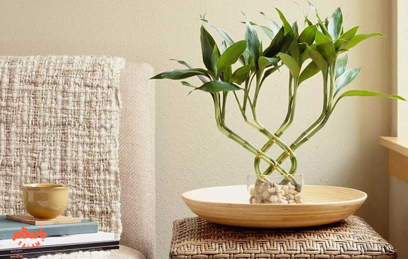 گیاه بامبو (Lucky Bamboo)
