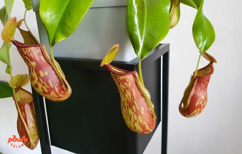 گوشتخوار نپنتس (Nepenthes)