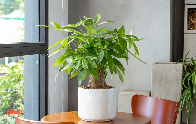 گیاه آپارتمانی پاچیرا یا درخت پول (Pachira Aquatica)