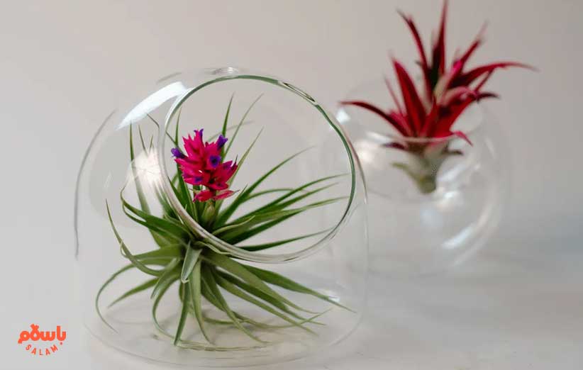 گیاه تیلاندزیا (Tillandsia)
