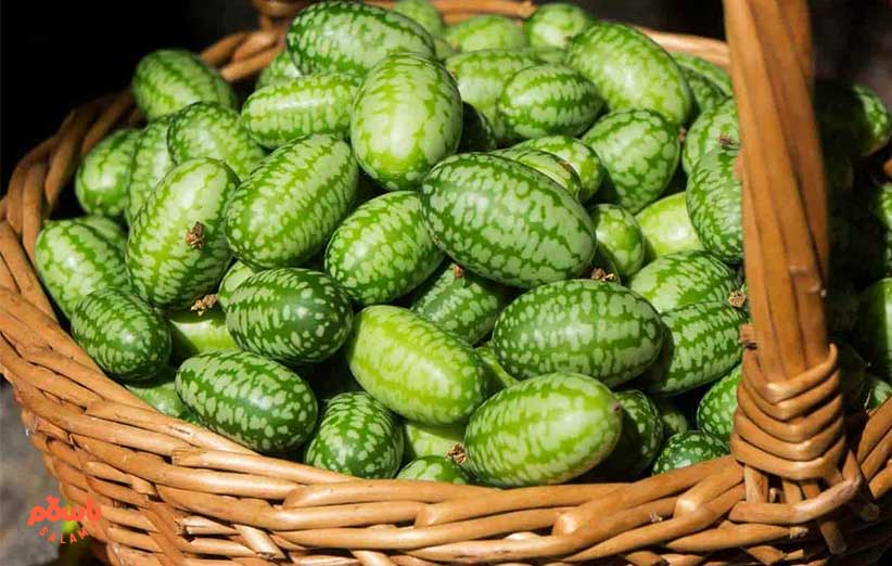 طبع روغن حنظل