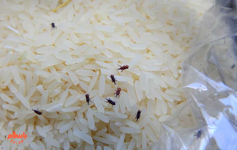 استفاده از قرص سیر (قرص ضد بید)