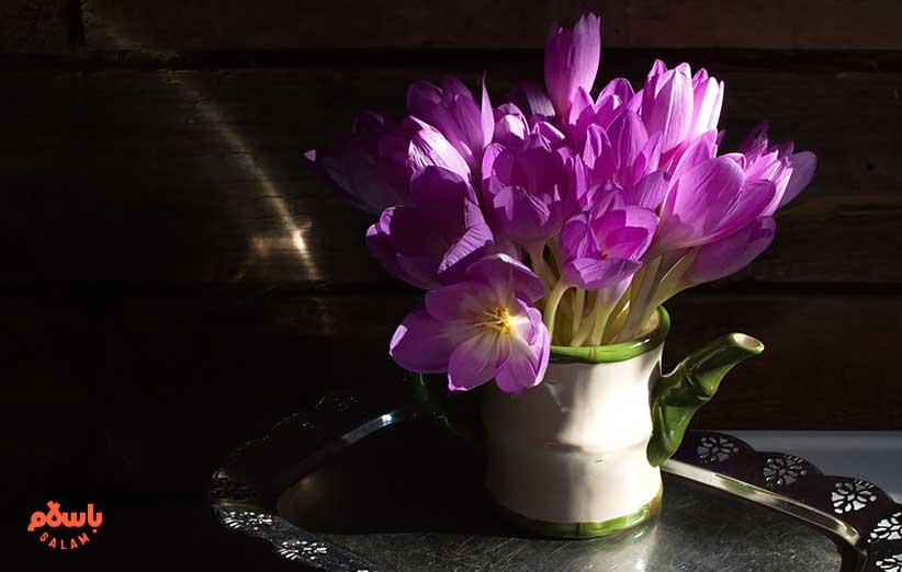 گل زعفران Saffron) Crocus)