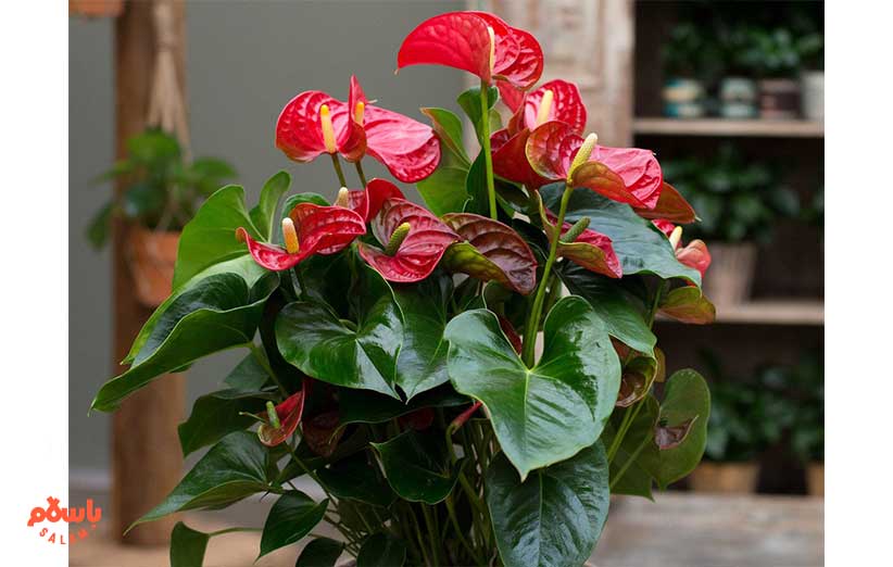 گیاه آپارتمانی آنتوریوم (Anthurium)