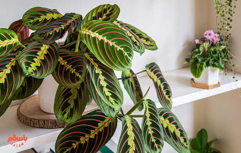 گیاه مارانتا (Red Prayer Plant)