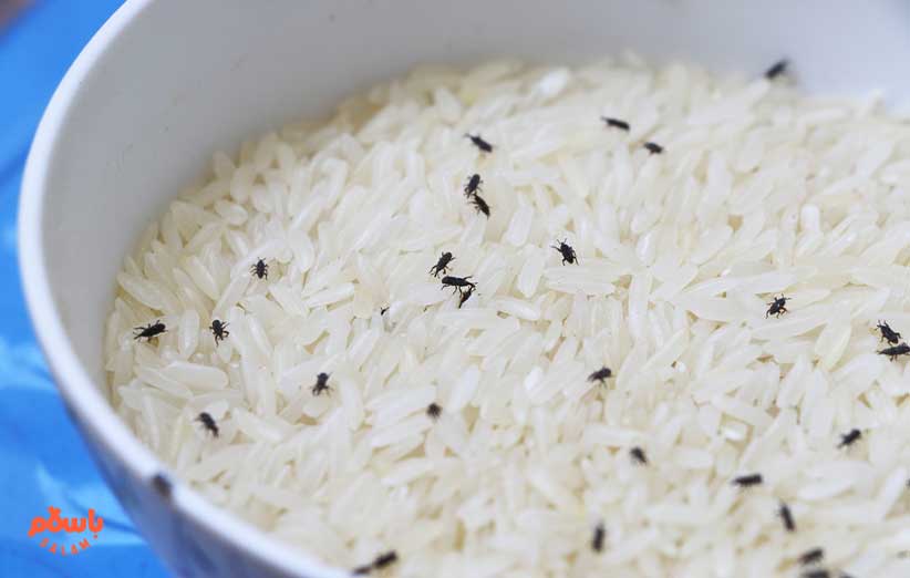 آیا شپشک برنج خطرناک و مضر است؟