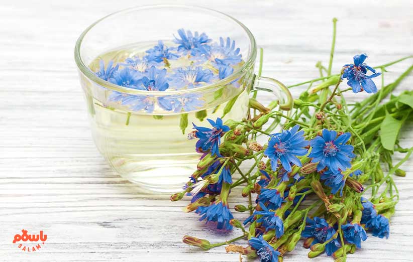 عرق کاسنی از خواص و مضرات تا طبع و روش مصرف