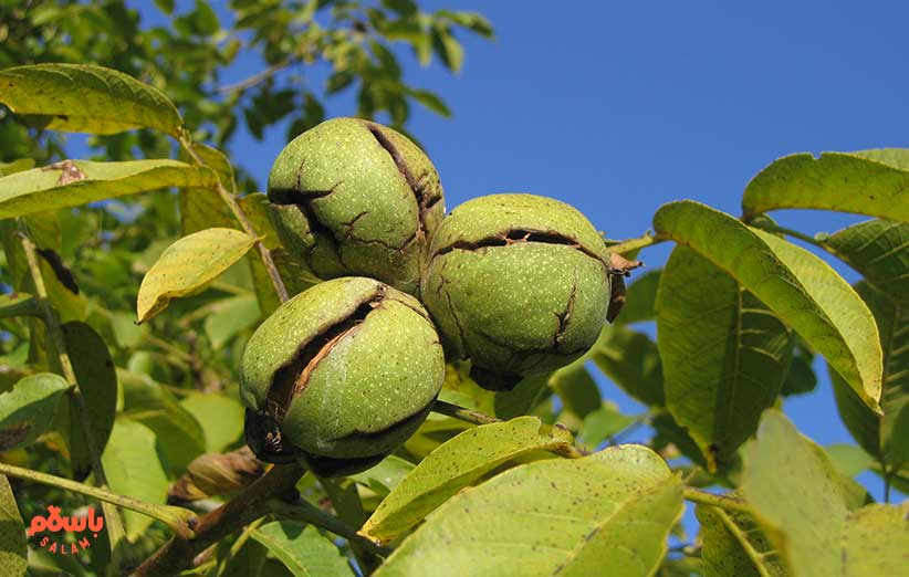 استفاده از پوست گردو