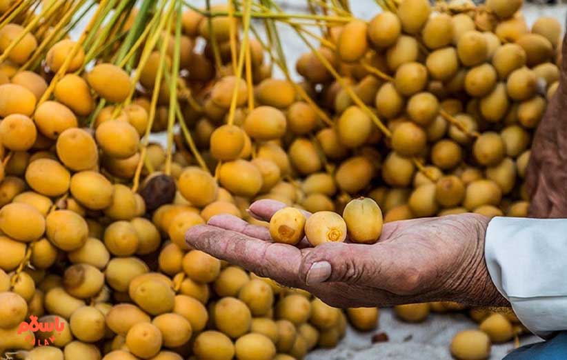 همه چیز در مورد خرمای خارک از خواص تا طبع و ارزش غذایی