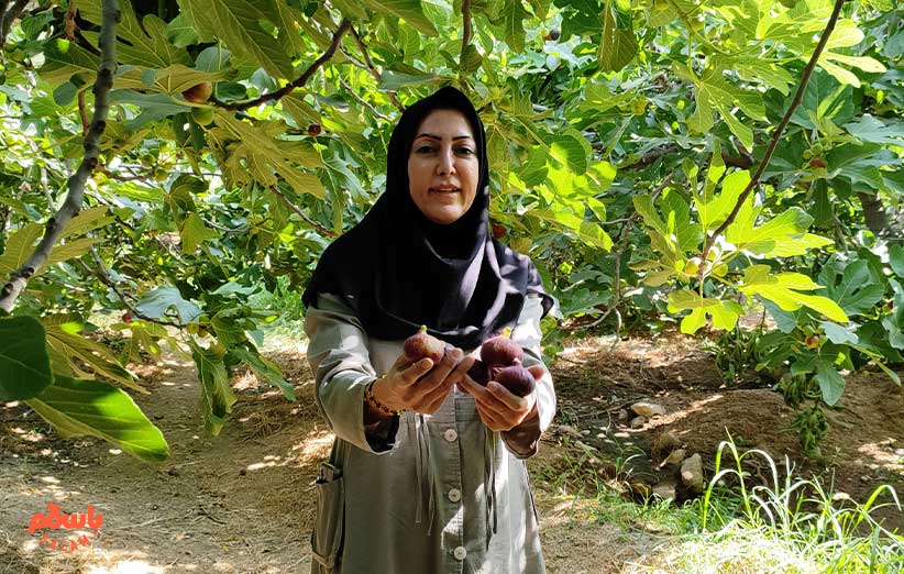 عروس انجیرها