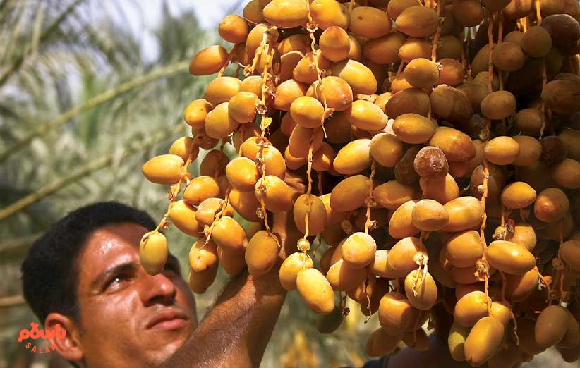 خرید و قیمت خرما از باسلام