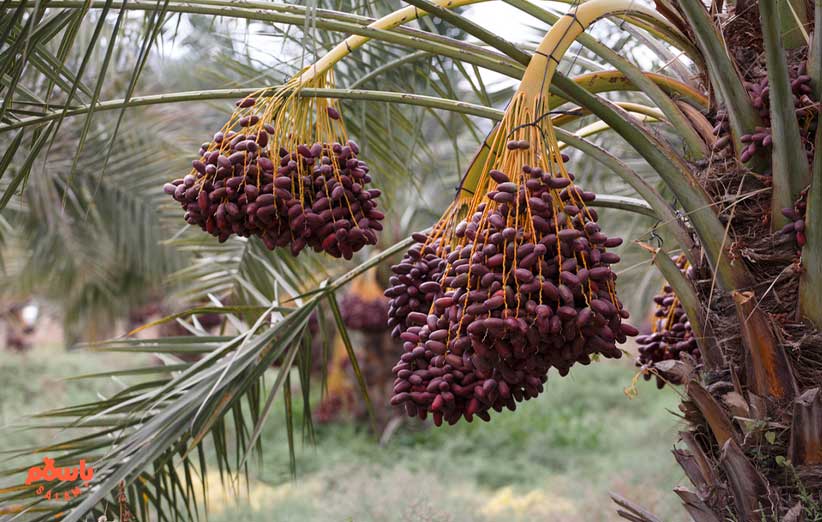 چند نوع خرما در ایران داریم؟ + انواع خرما استان های مختلف