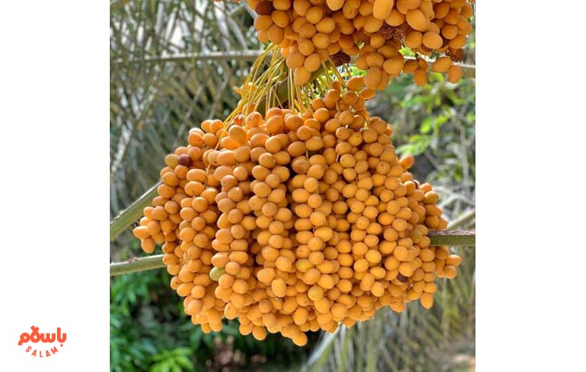 خرما خارک یا خرما نارس
