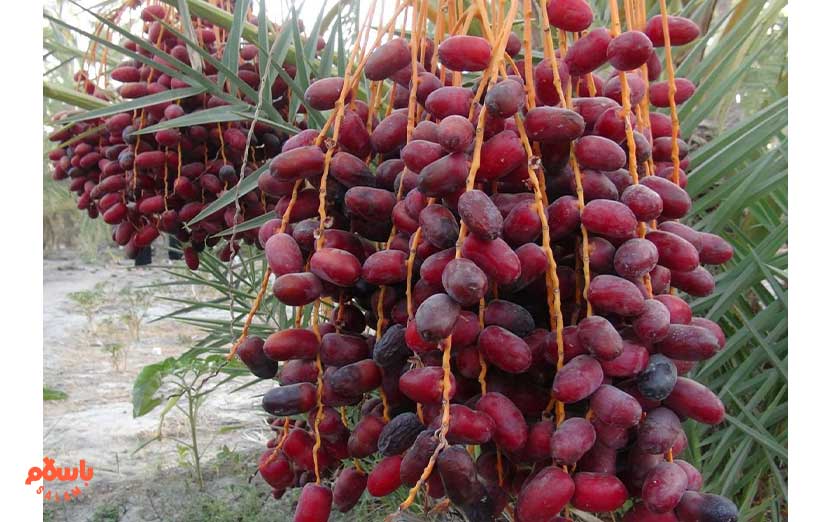 در هر کدام از استان‌ها بیشتر چه نوع خرماهایی کشت می‌شود؟