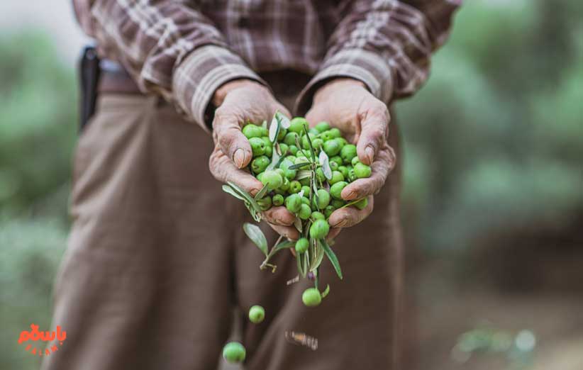 رفع تلخی زیتون با نمک، سود، جوهر لیمو، آهک و جوش شیرین