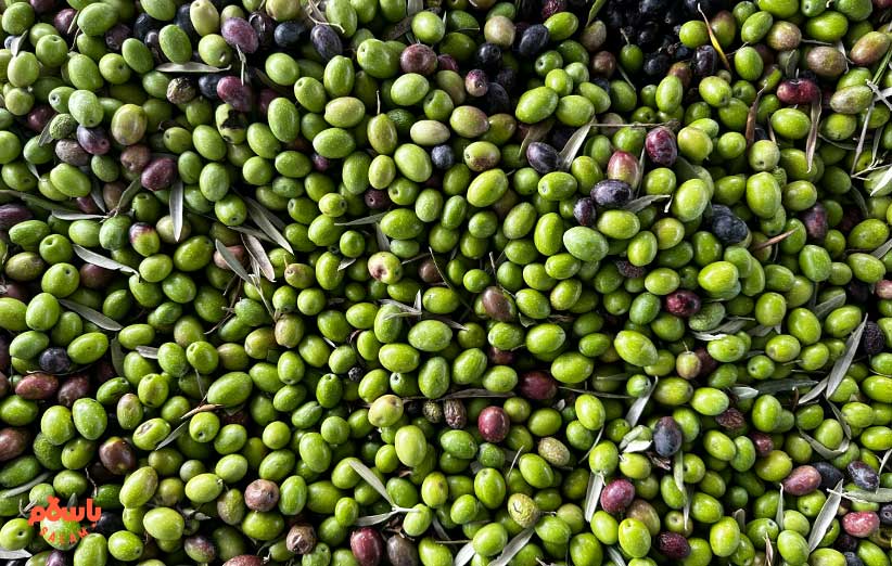 از بین بردن تلخی زیتون با سود پرک (هیدروکسید سدیم)