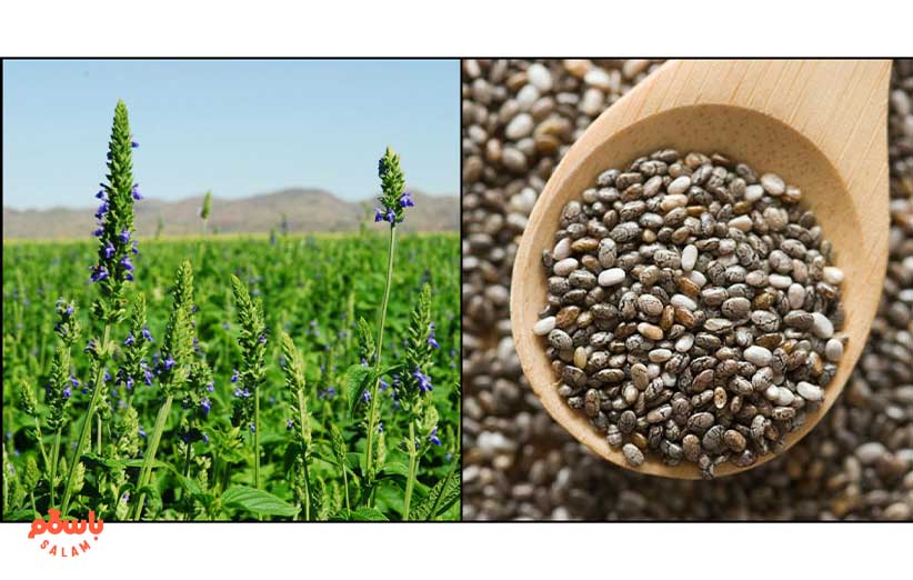 دانه چیا چیست؟