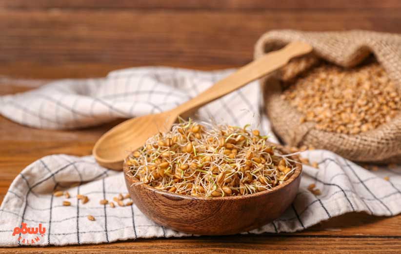 خواص و فواید جوانه گندم + ارزش غذایی، طبع و روش مصرف