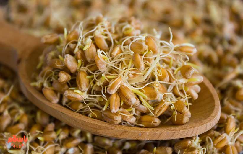 عوارض و مضرات جوانه گندم