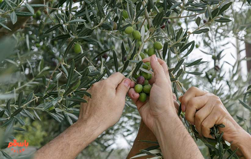 رفع تلخی زیتون با نمک، سود، جوهر لیمو، آهک و جوش شیرین