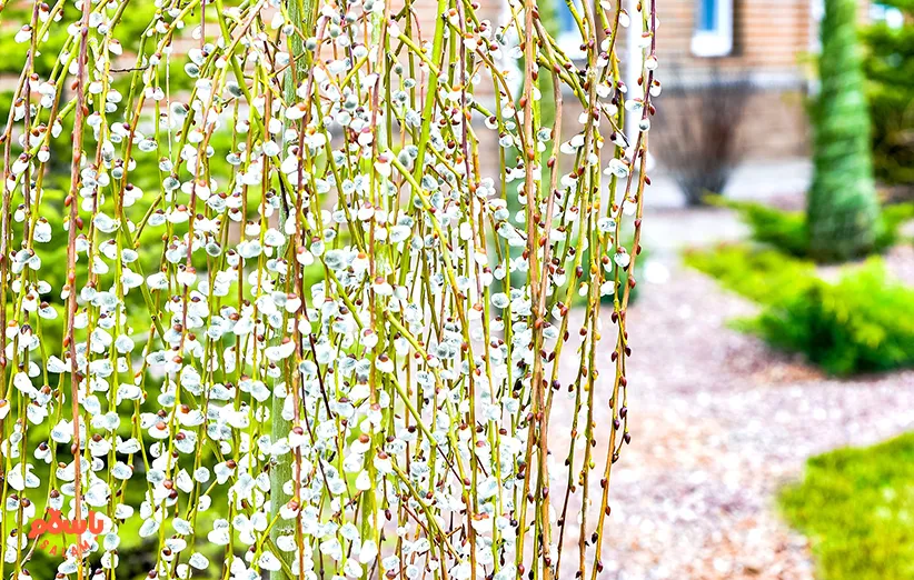 شربت بیدمشک
