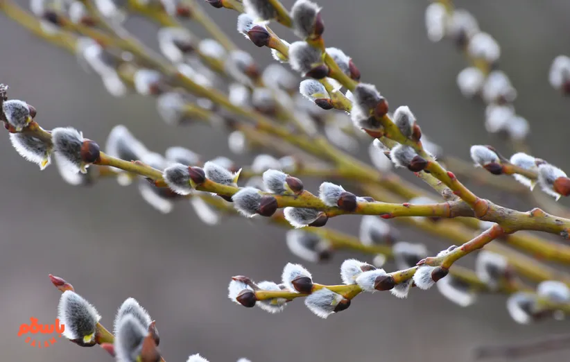طرز تهیه شربت بهار نارنج و بیدمشک
